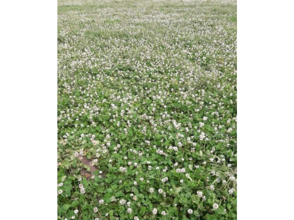 CAMPO 450 HECTAREAS, GANADERO, GENERAL ALVEAR, BUENOS AIRES, ARGENTINA - 2
