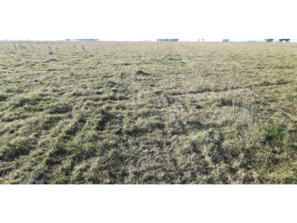 CAMPO 450 HECTAREAS, GANADERO, GENERAL ALVEAR, BUENOS AIRES, ARGENTINA - 3