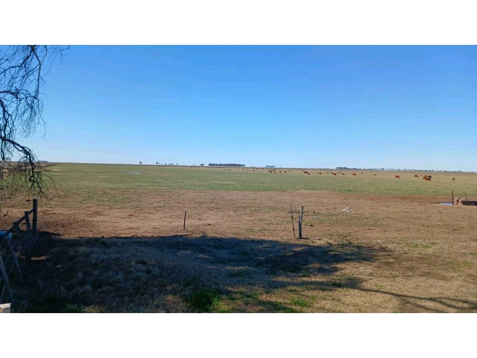 CAMPO 450 HECTAREAS, GANADERO, TRES ARROYOS, BUENOS AIRES, ARGENTINA - 1