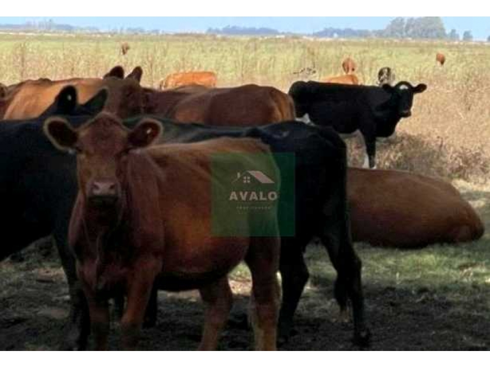 CAMPO 450 HECTAREAS, MIXTO, BOLIVAR,BUENOS AIRES ARGENTINA - 1