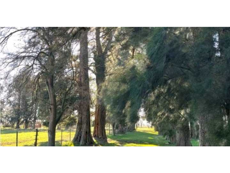 CAMPO 45 HAS AGRICOLAS, LOBOS, BUENOS AIRES, ARGENTINA - 2