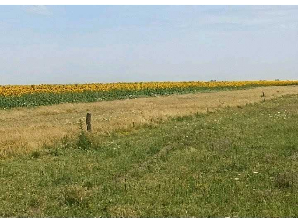 CAMPO 461 HECTAREAS, MIXTO, OLAVARRIA, BUENOS AIRES, ARGENTINA - 1