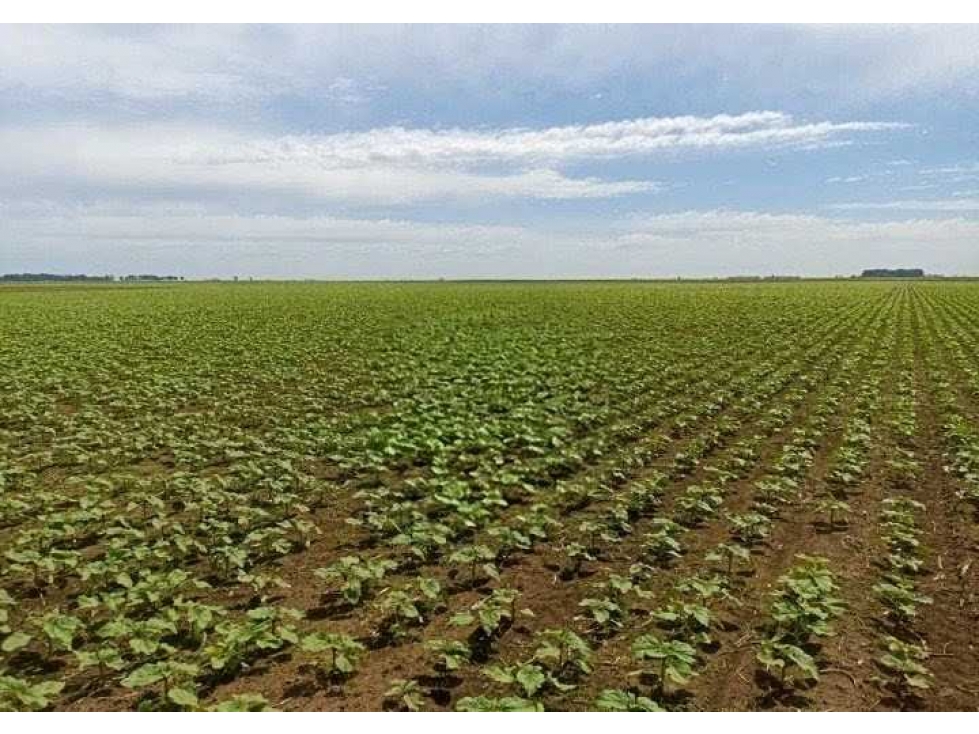 CAMPO 461 HECTAREAS, MIXTO, OLAVARRIA, BUENOS AIRES, ARGENTINA - 2
