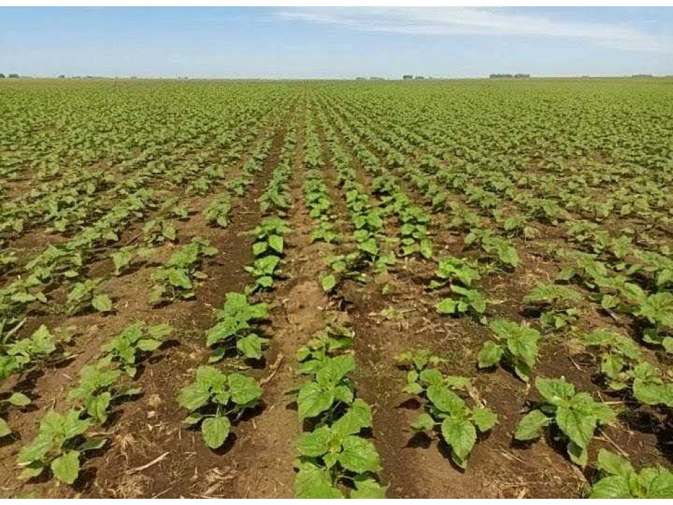CAMPO 461 HECTAREAS, MIXTO, OLAVARRIA, BUENOS AIRES, ARGENTINA - 3