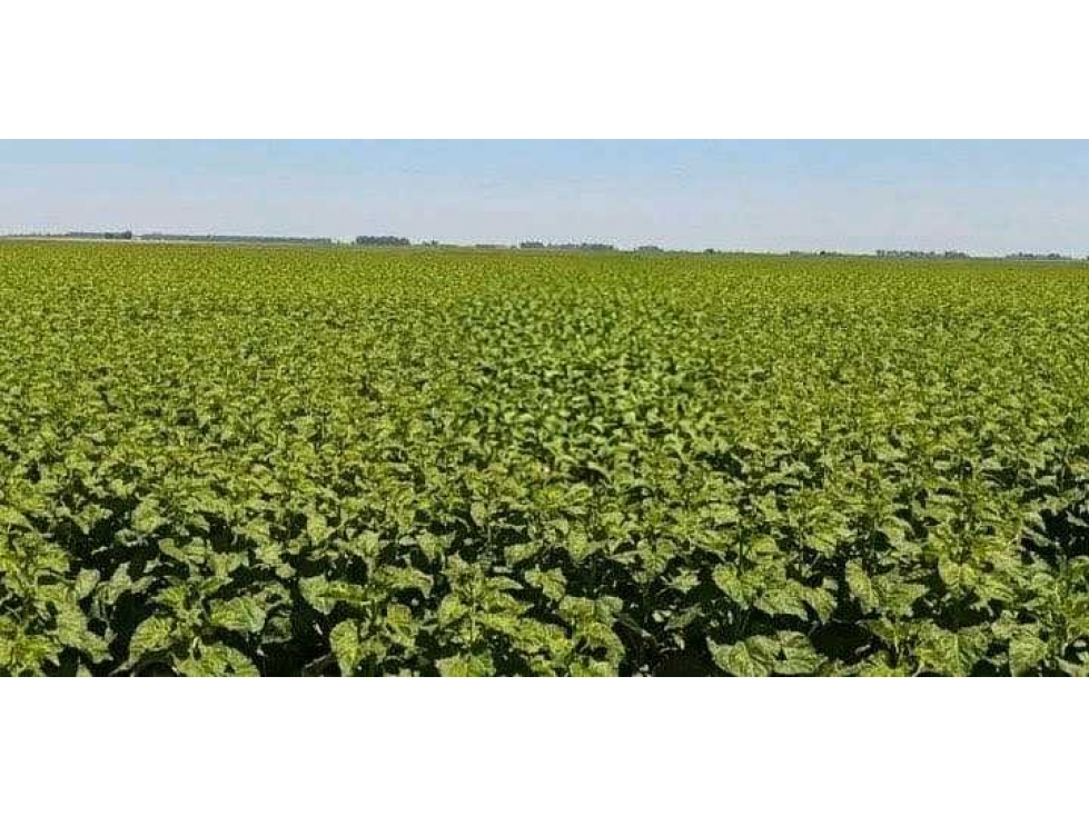 CAMPO 461 HECTAREAS, MIXTO, OLAVARRIA, BUENOS AIRES, ARGENTINA - 5