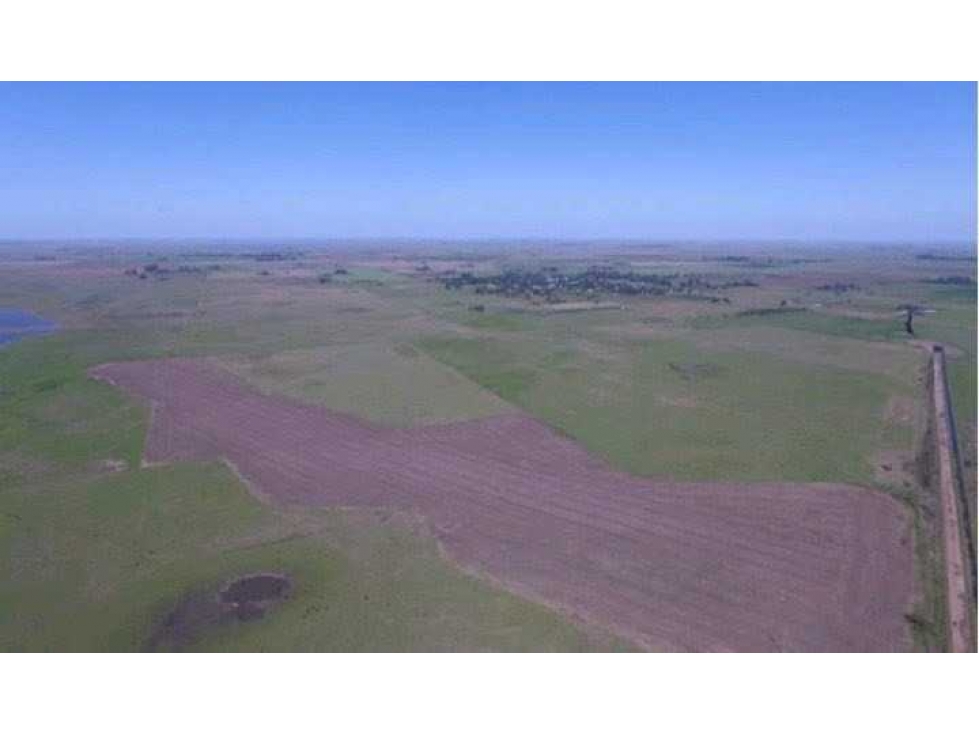 CAMPO 467 HECTAREAS,MIXTO, TIMOTE, CARLOS TEJEDOR, BS.AS,ARGENTINA - 1