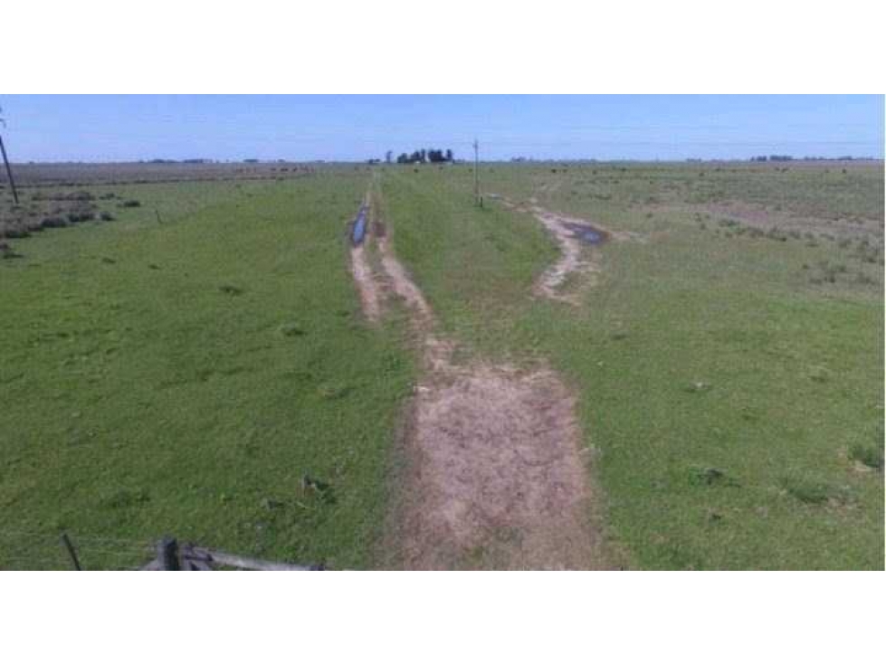 CAMPO 467 HECTAREAS,MIXTO, TIMOTE, CARLOS TEJEDOR, BS.AS,ARGENTINA - 3