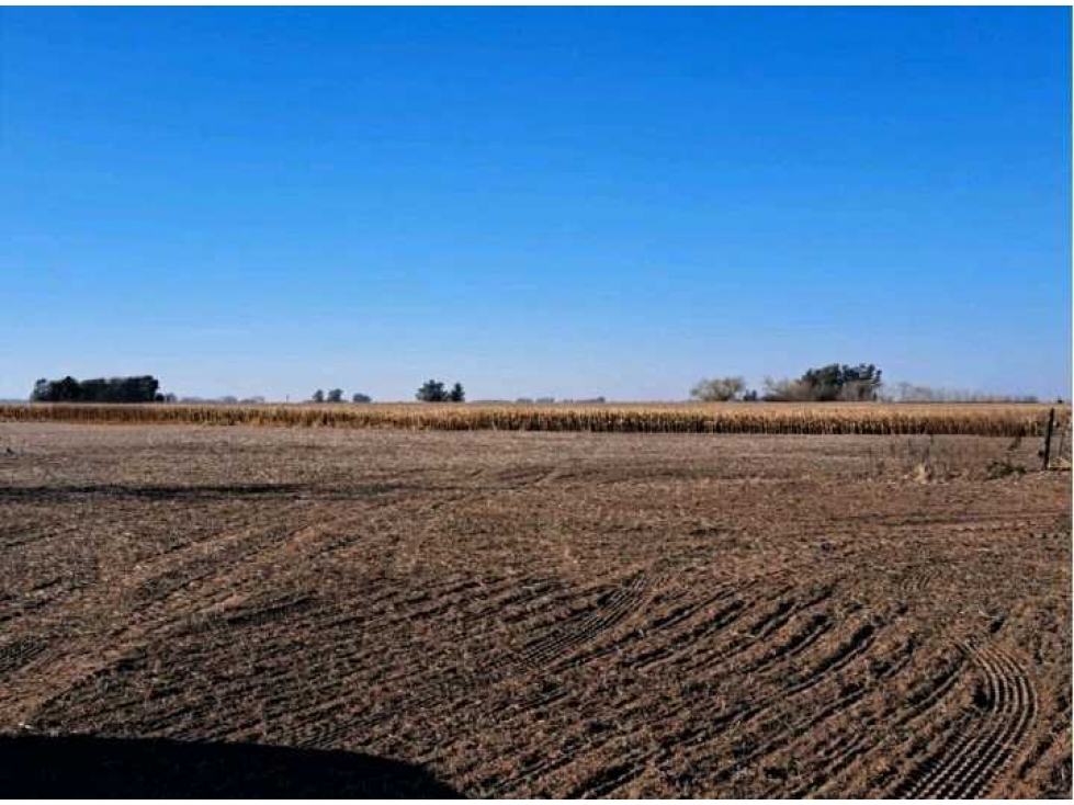 CAMPO 468 HAS AGRICOLAS, 25 DE MAYO, PCIA.BUENOS AIRES, ARGENTINA - 2