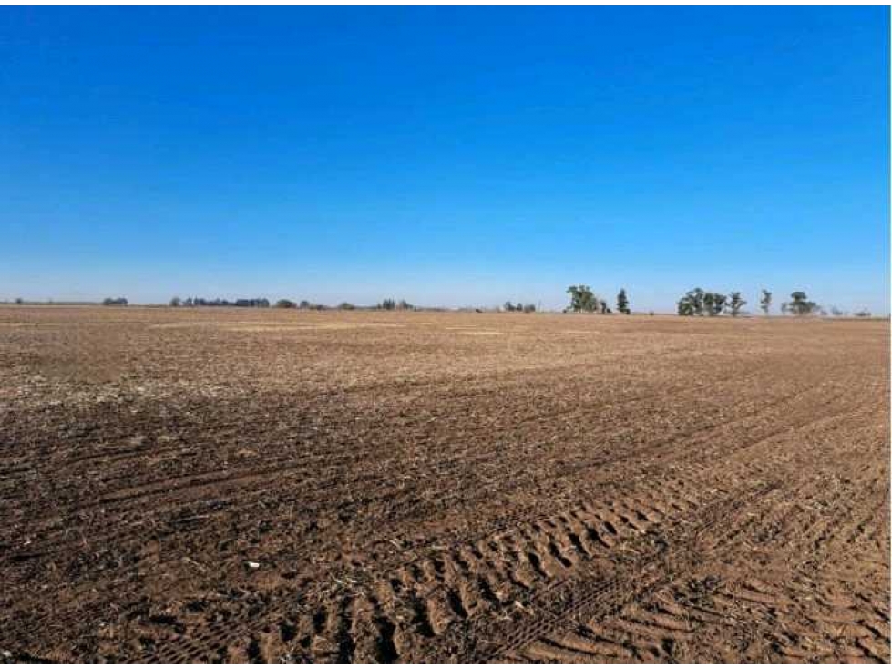 CAMPO 468 HAS AGRICOLAS, 25 DE MAYO, PCIA.BUENOS AIRES, ARGENTINA - 6