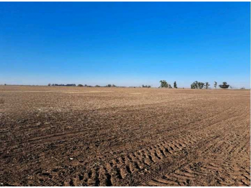 CAMPO 468 HAS AGRICOLAS, 25 DE MAYO, PCIA.BUENOS AIRES, ARGENTINA - 5