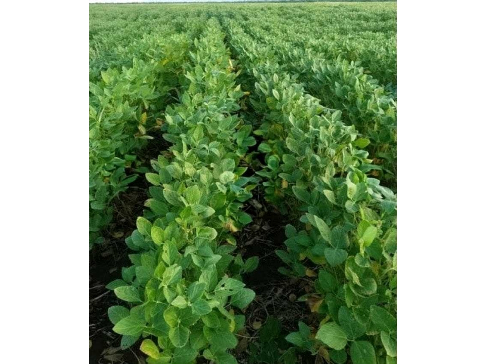 CAMPO 487 HAS, AGRICOLA, MONTE QUEMADO, SANTIAGO DEL ESTERO, ARGENTINA - 2