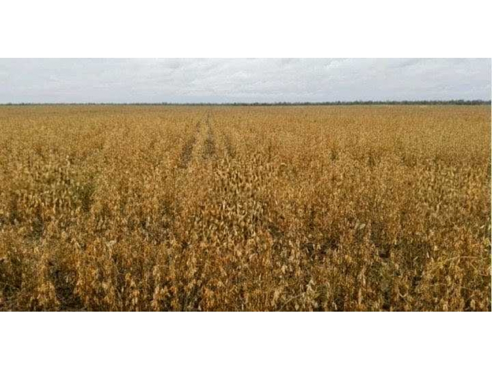 CAMPO 487 HAS, AGRICOLA, MONTE QUEMADO, SANTIAGO DEL ESTERO, ARGENTINA - 5