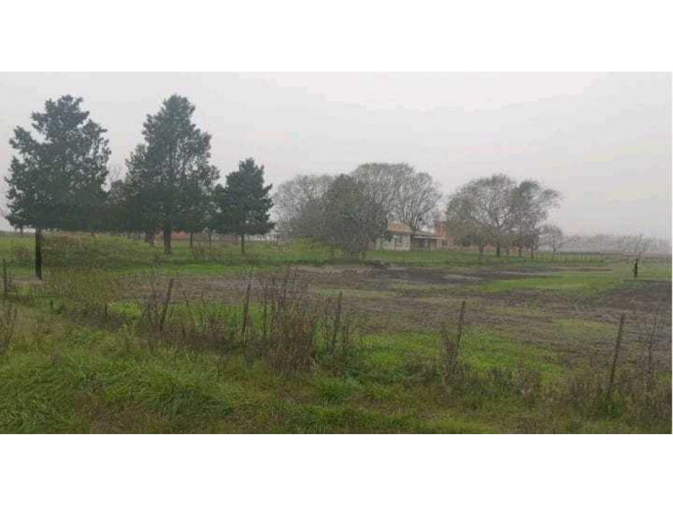 CAMPO 488 HECTAREAS, SALADILLO, PCIA.BUENOS AIRES, ARGENTINA - 1