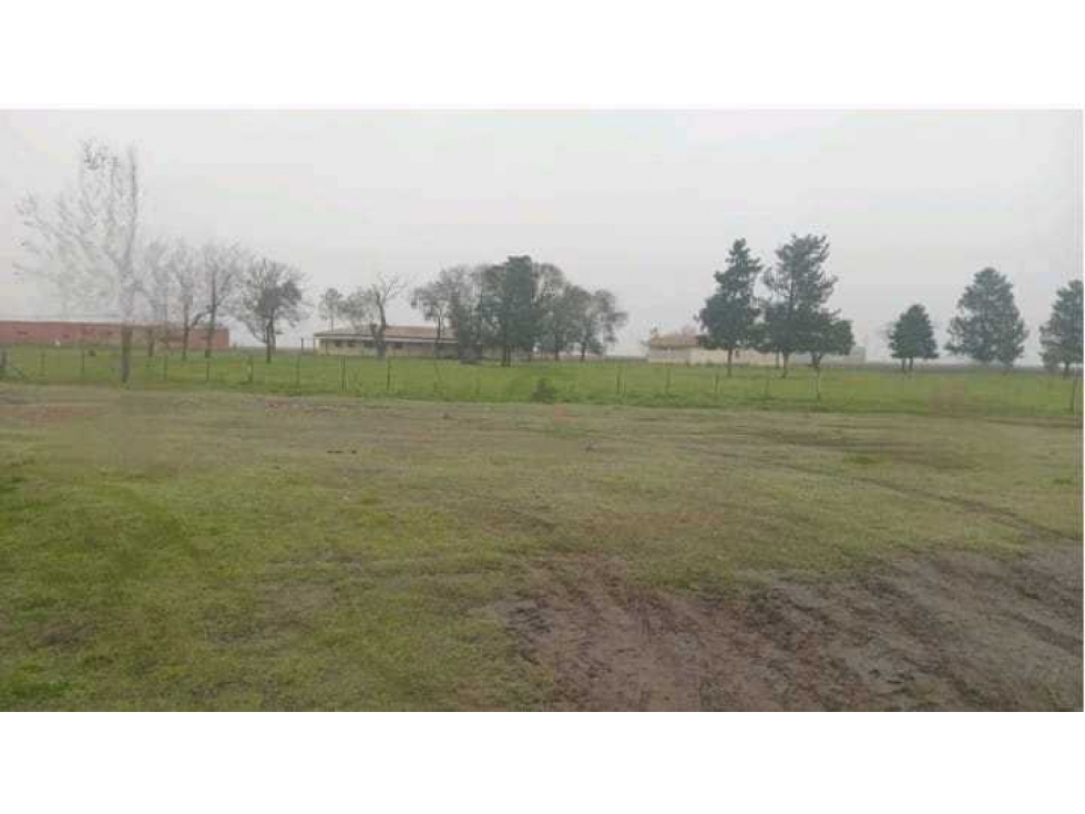 CAMPO 488 HECTAREAS, SALADILLO, PCIA.BUENOS AIRES, ARGENTINA - 2