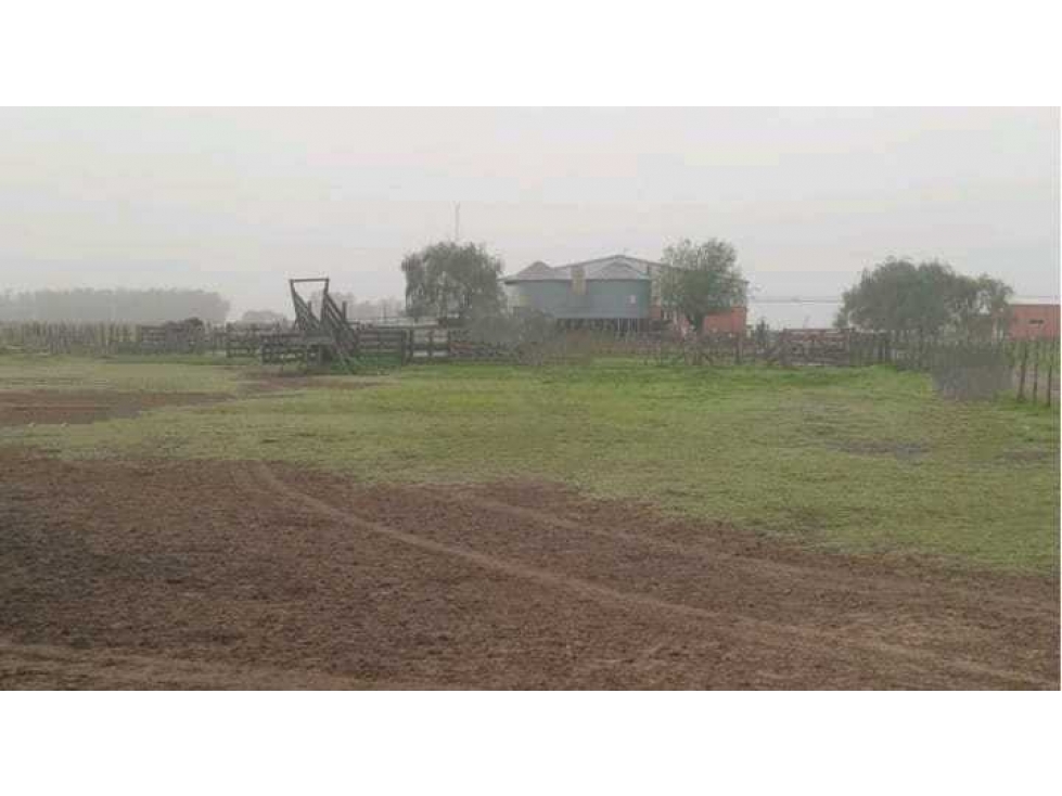 CAMPO 488 HECTAREAS, SALADILLO, PCIA.BUENOS AIRES, ARGENTINA - 3