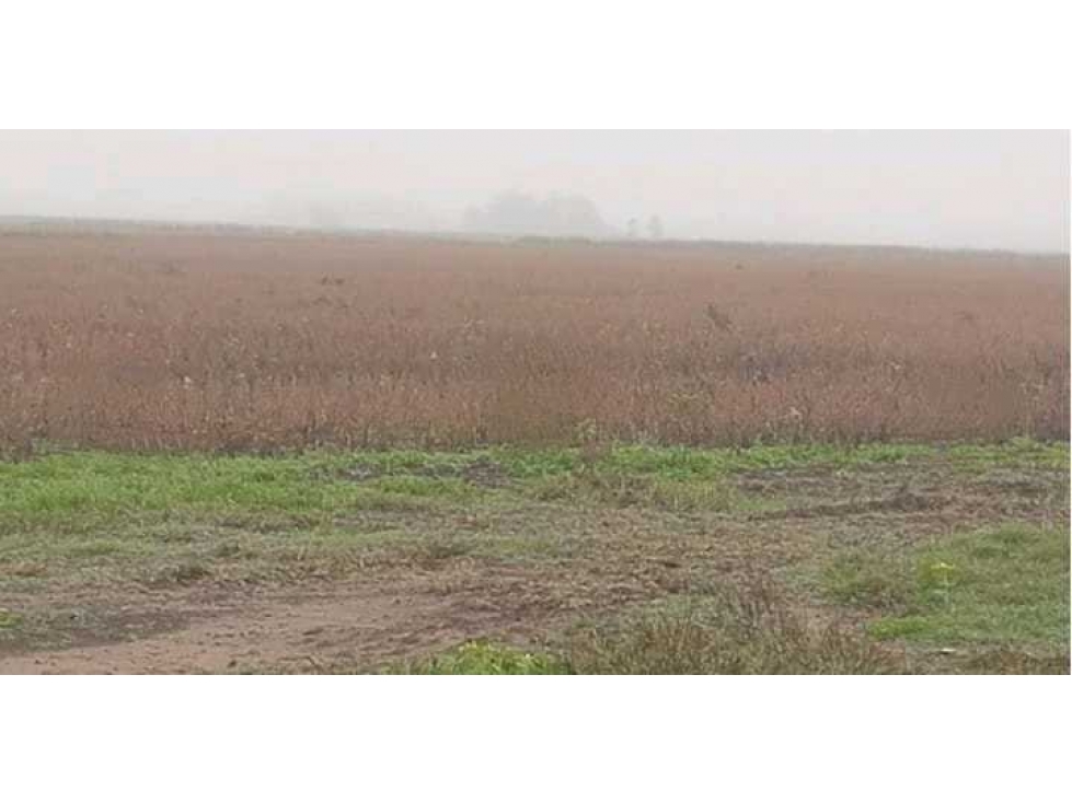 CAMPO 488 HECTAREAS, SALADILLO, PCIA.BUENOS AIRES, ARGENTINA - 4