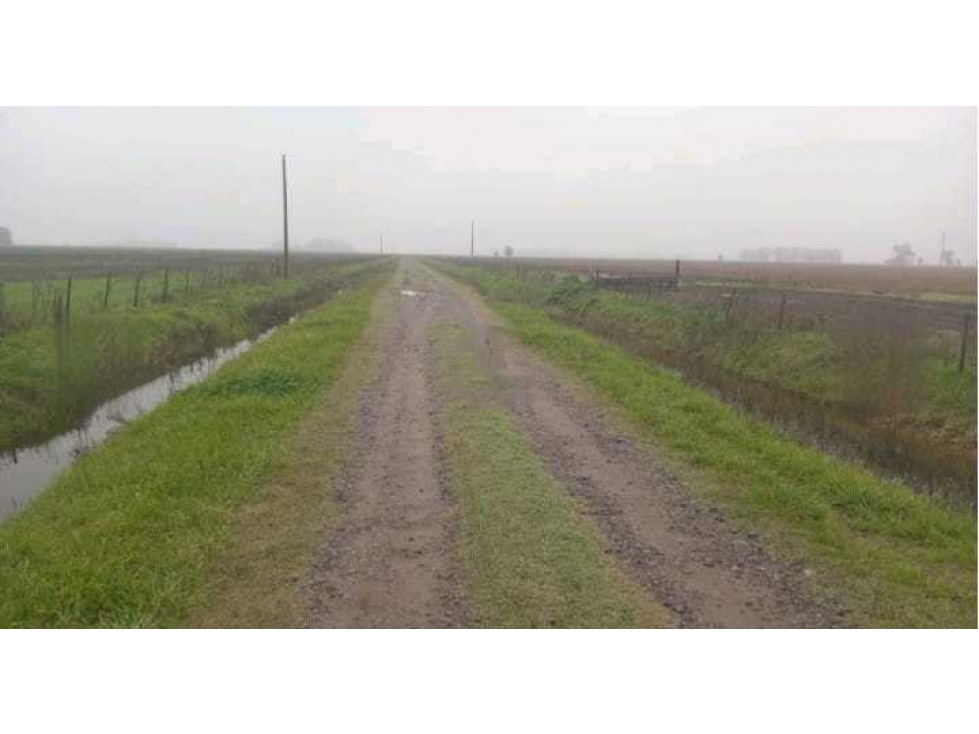 CAMPO 488 HECTAREAS, SALADILLO, PCIA.BUENOS AIRES, ARGENTINA - 5
