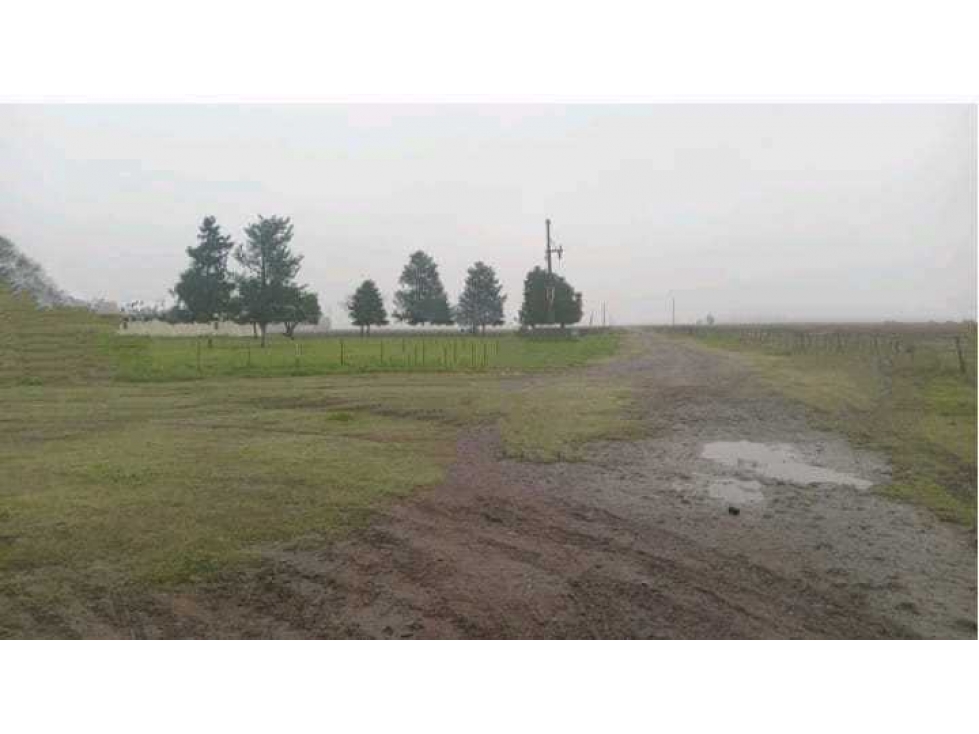 CAMPO 488 HECTAREAS, SALADILLO, PCIA.BUENOS AIRES, ARGENTINA - 6