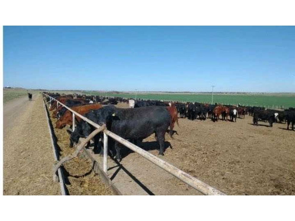 CAMPO 500 HAS AGRICOLAS, BATAVIA, GDOR.DUPUY, SAN LUIS, ARGENTINA - 2