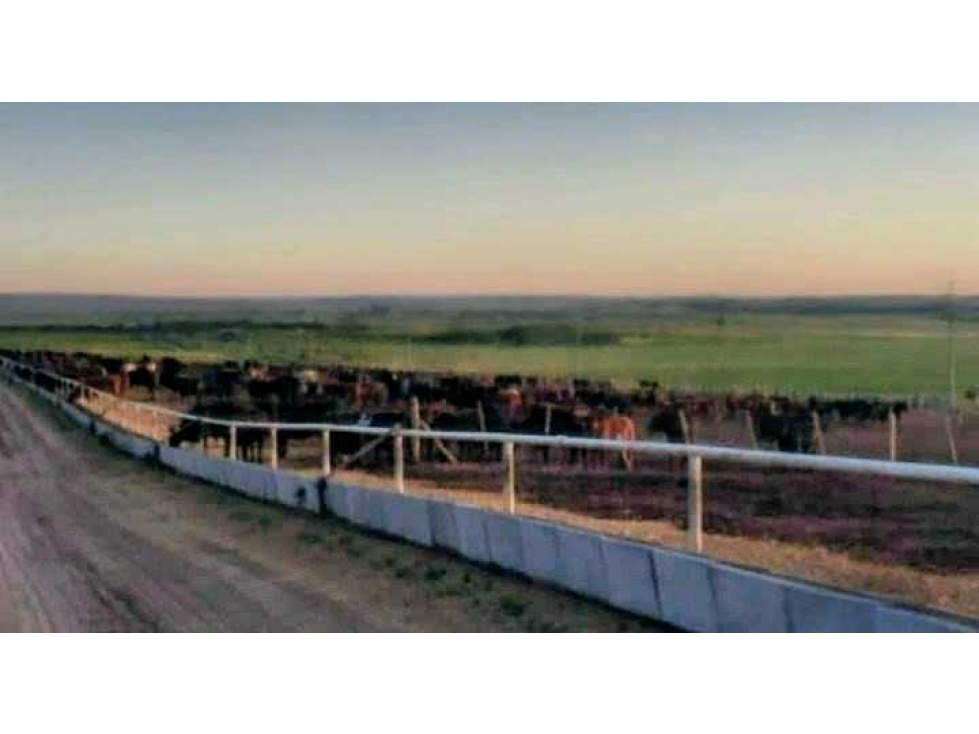 CAMPO 500 HAS AGRICOLAS, BATAVIA, GDOR.DUPUY, SAN LUIS, ARGENTINA - 6