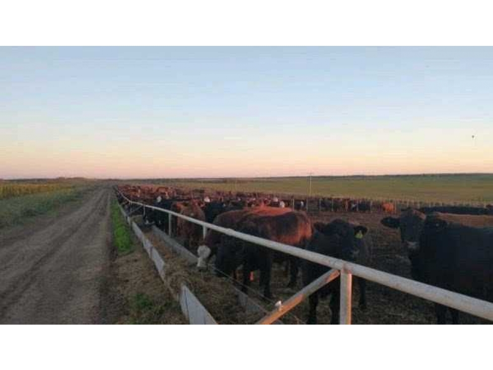 CAMPO 500 HAS AGRICOLAS, BATAVIA, GDOR.DUPUY, SAN LUIS, ARGENTINA - 3