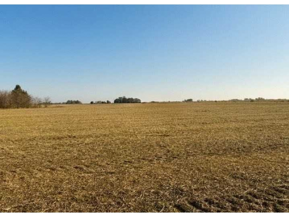 CAMPO 50 HECTAREAS, AGRICOLA, HERRERA VEGAS, BUENOS AIRES, ARGENTINA - 2