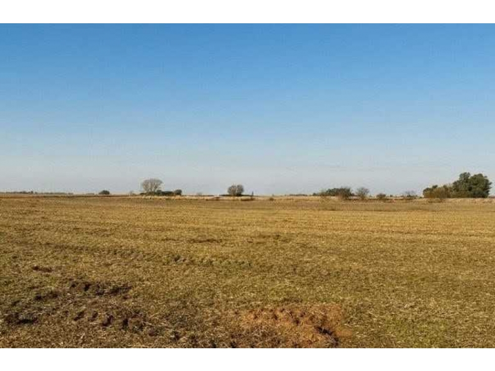 CAMPO 50 HECTAREAS, AGRICOLA, HERRERA VEGAS, BUENOS AIRES, ARGENTINA - 3