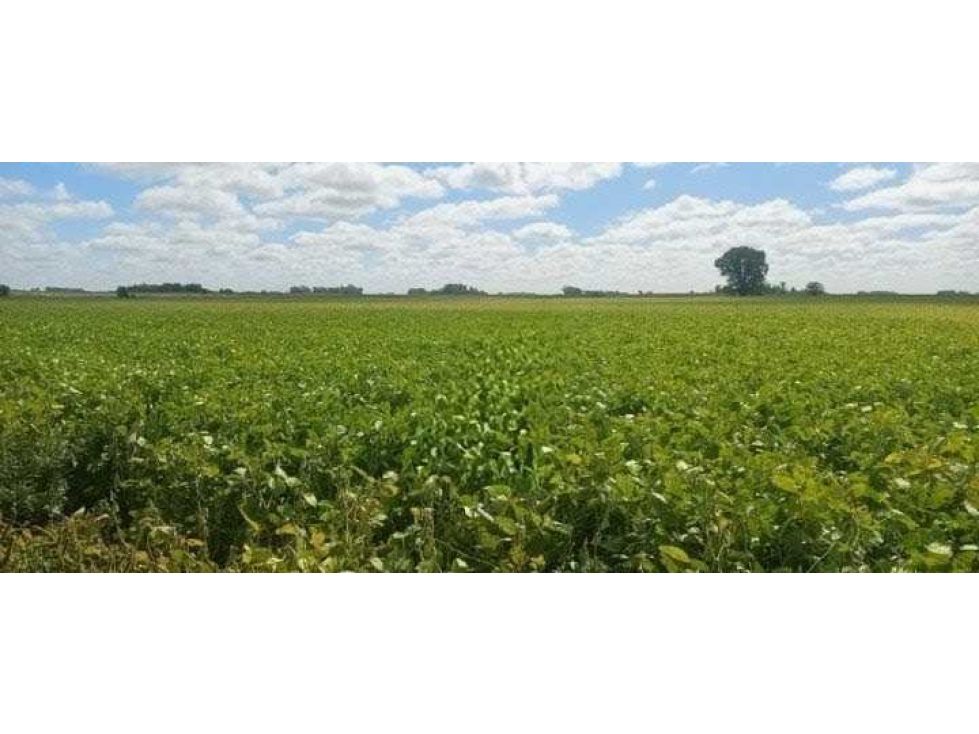 CAMPO 50 HECTAREAS, AGRICOLA, HERRERA VEGAS, BUENOS AIRES, ARGENTINA - 6