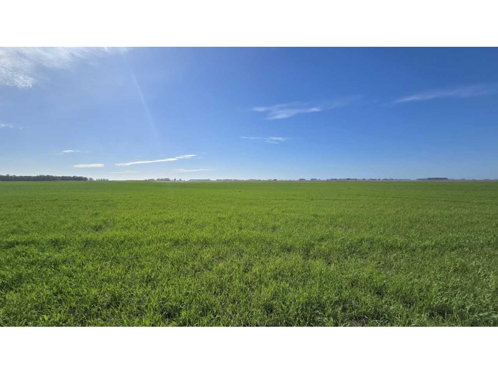 CAMPO 50 HECTAREAS,AGRICOLA, GENERAL VILLEGAS, BUENOS AIRES, ARGENTINA - 1