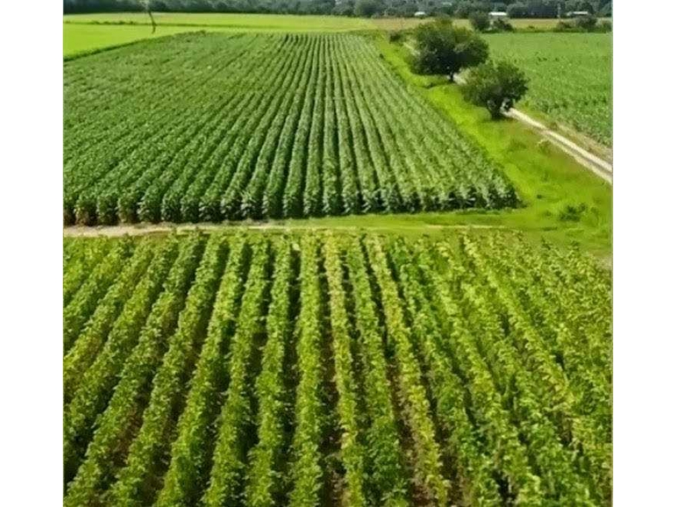 CAMPO 510 HAS, AGRICOLA,25 DE MAYO, BUENOS AIRES, ARGENTINA - 1