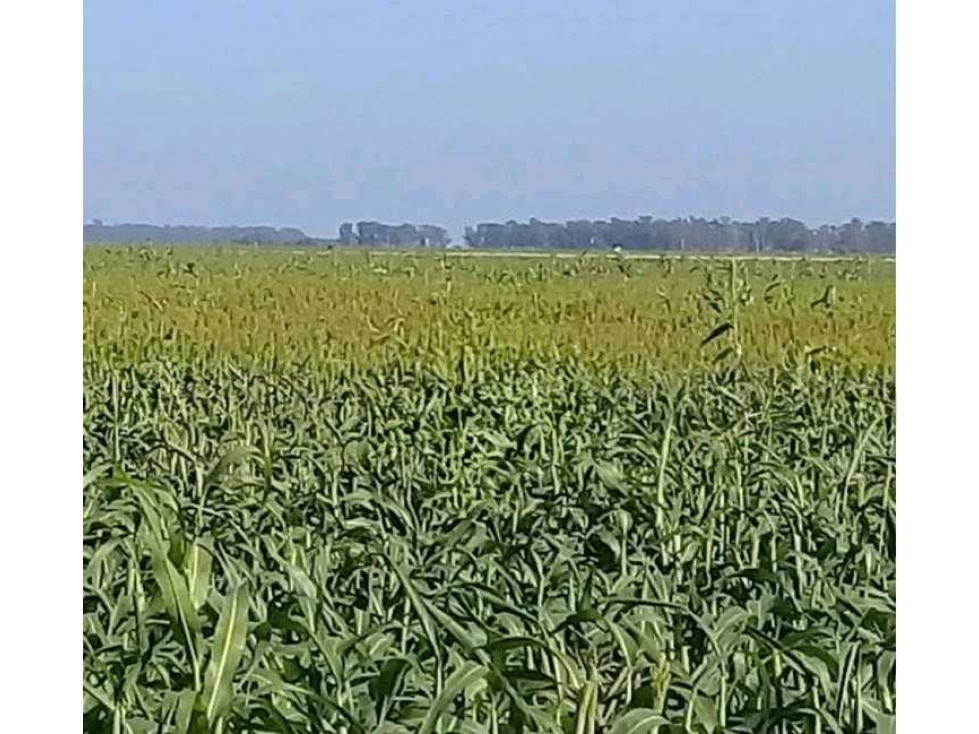 CAMPO 510 HECTAREAS, MIXTO, CORONEL ROSETI, SANTA FE, ARGENTINA - 2