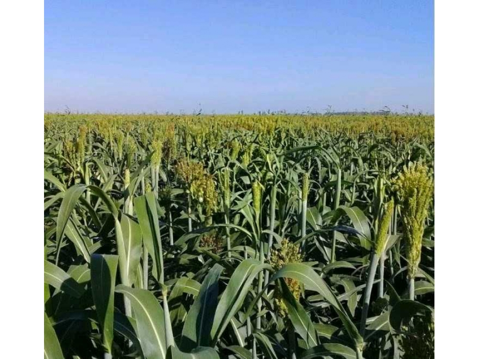 CAMPO 510 HECTAREAS, MIXTO, CORONEL ROSETI, SANTA FE, ARGENTINA - 3