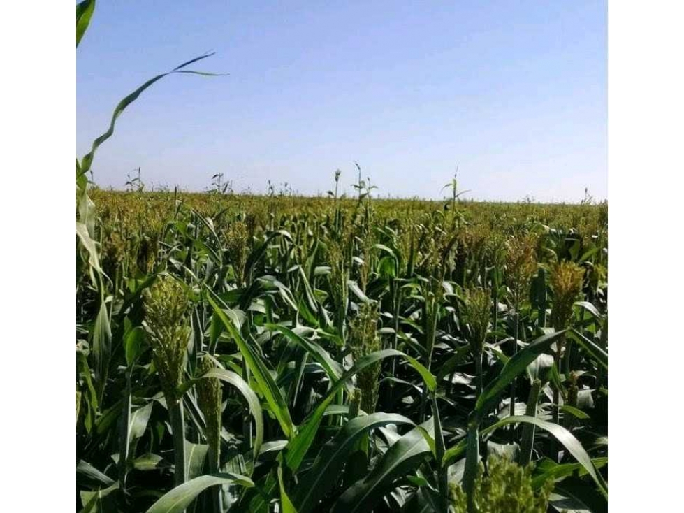 CAMPO 510 HECTAREAS, MIXTO, CORONEL ROSETI, SANTA FE, ARGENTINA - 4