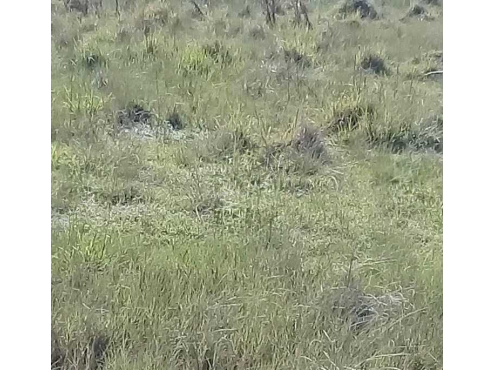 CAMPO 510 HECTAREAS, MIXTO, CORONEL ROSETI, SANTA FE, ARGENTINA - 5