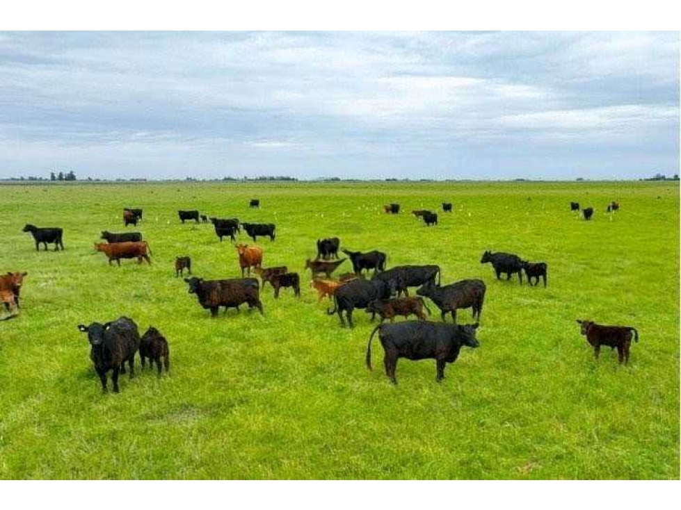 CAMPO 511 HECTAREAS, WHEELWRIGHT, GENERAL LOPEZ, SANTA FE, ARGENTINA - 1