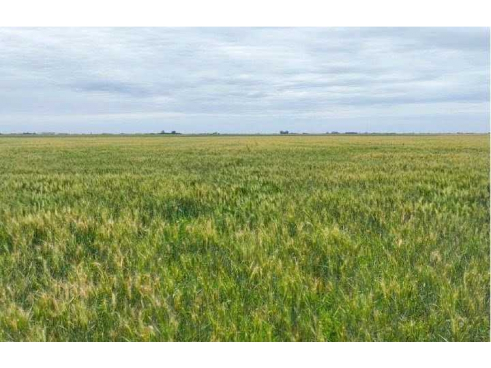 CAMPO 511 HECTAREAS, WHEELWRIGHT, GENERAL LOPEZ, SANTA FE, ARGENTINA - 4