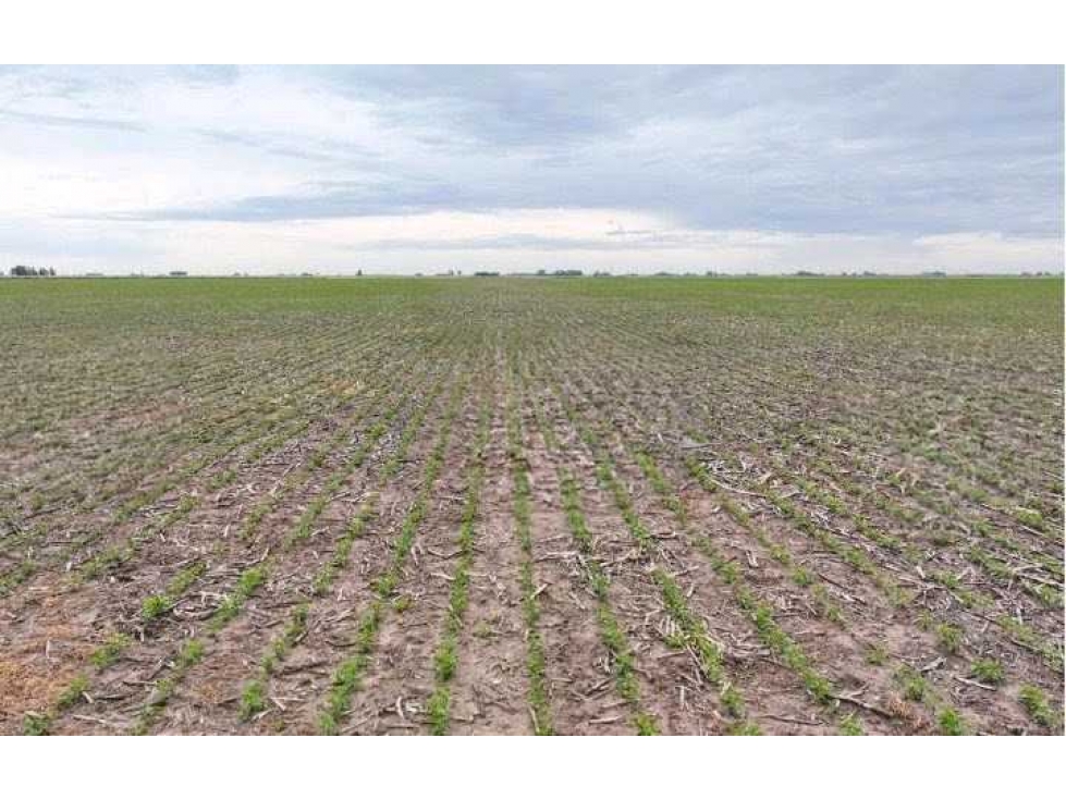 CAMPO 511 HECTAREAS, WHEELWRIGHT, GENERAL LOPEZ, SANTA FE, ARGENTINA - 5