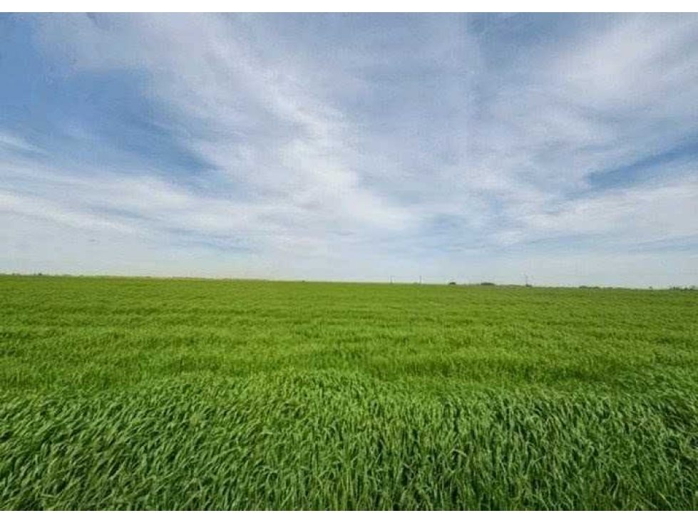 CAMPO 520 HECTAREAS, MIXTO, NECOCHEA, BUENOS AIRES, ARGENTINA - 2