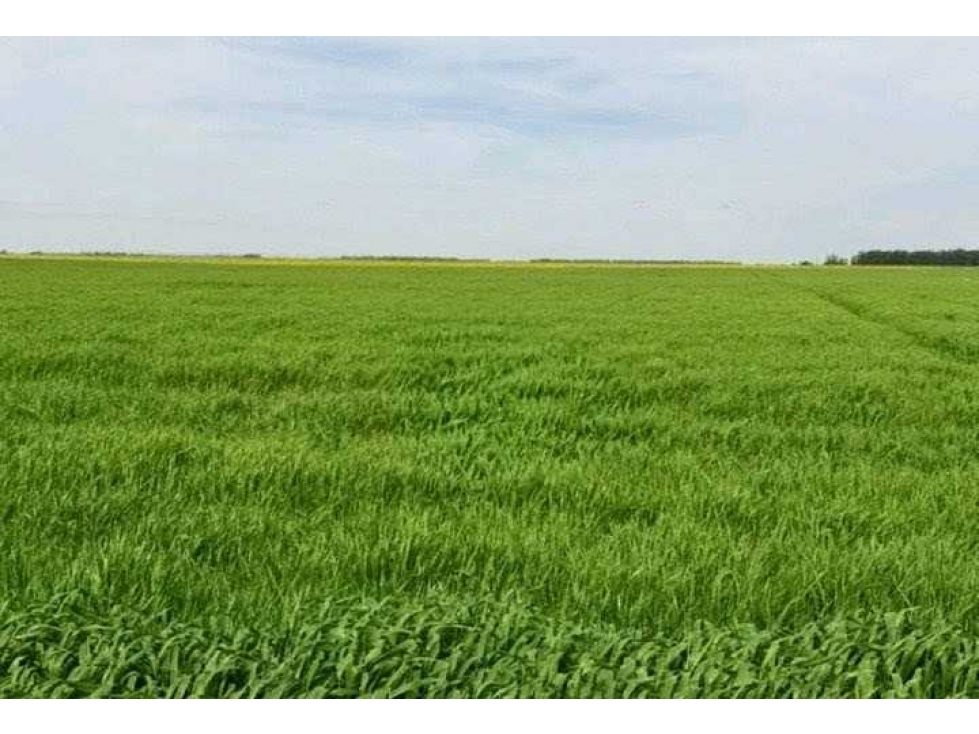 CAMPO 520 HECTAREAS, MIXTO, NECOCHEA, BUENOS AIRES, ARGENTINA - 4