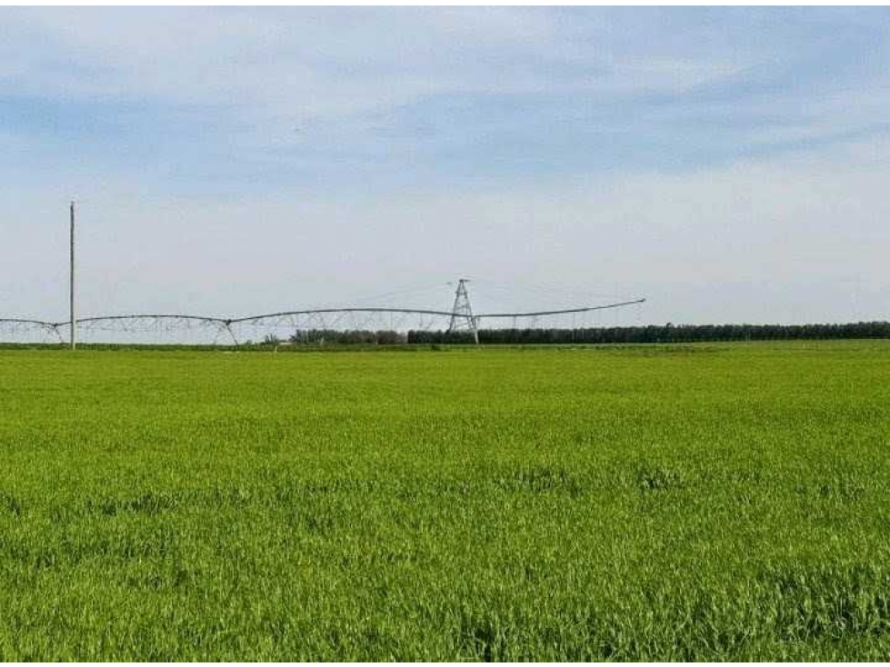 CAMPO 520 HECTAREAS, MIXTO, NECOCHEA, BUENOS AIRES, ARGENTINA - 5