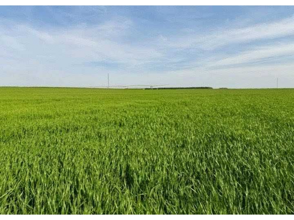 CAMPO 520 HECTAREAS, MIXTO, NECOCHEA, BUENOS AIRES, ARGENTINA - 6