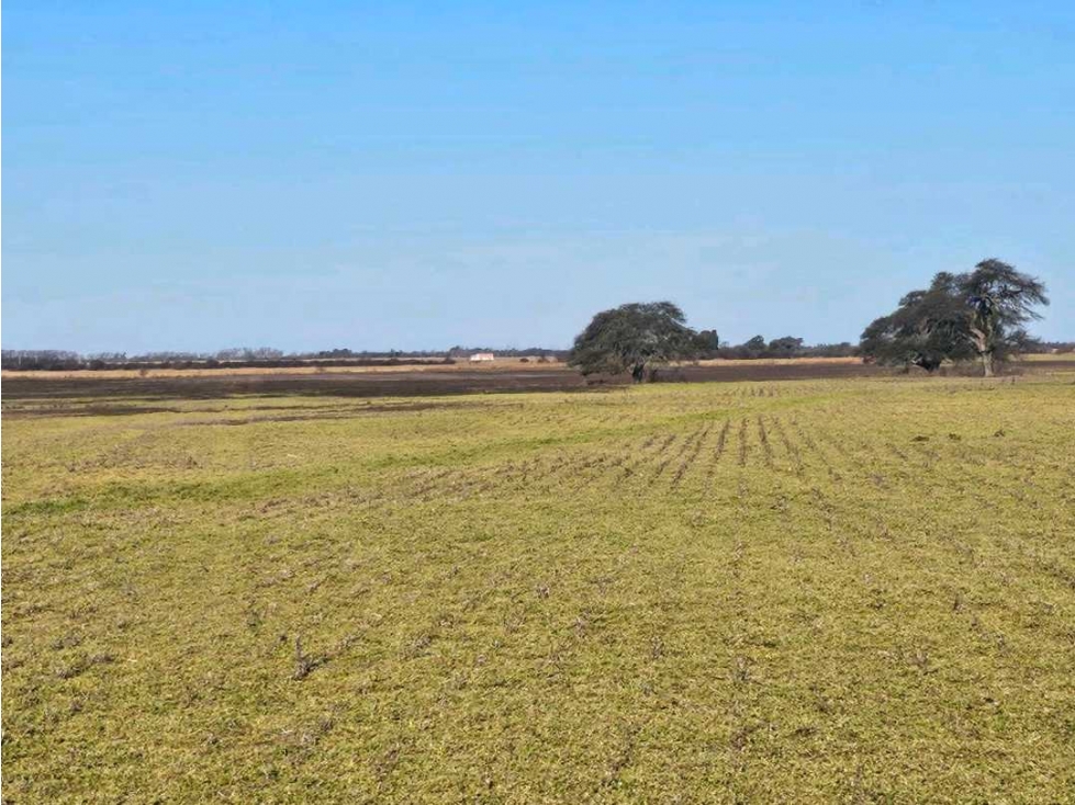 CAMPO 524 HECTAREAS,AGRICOLA, RIO CUARTO, CORDOBA, ARGENTINA - 1