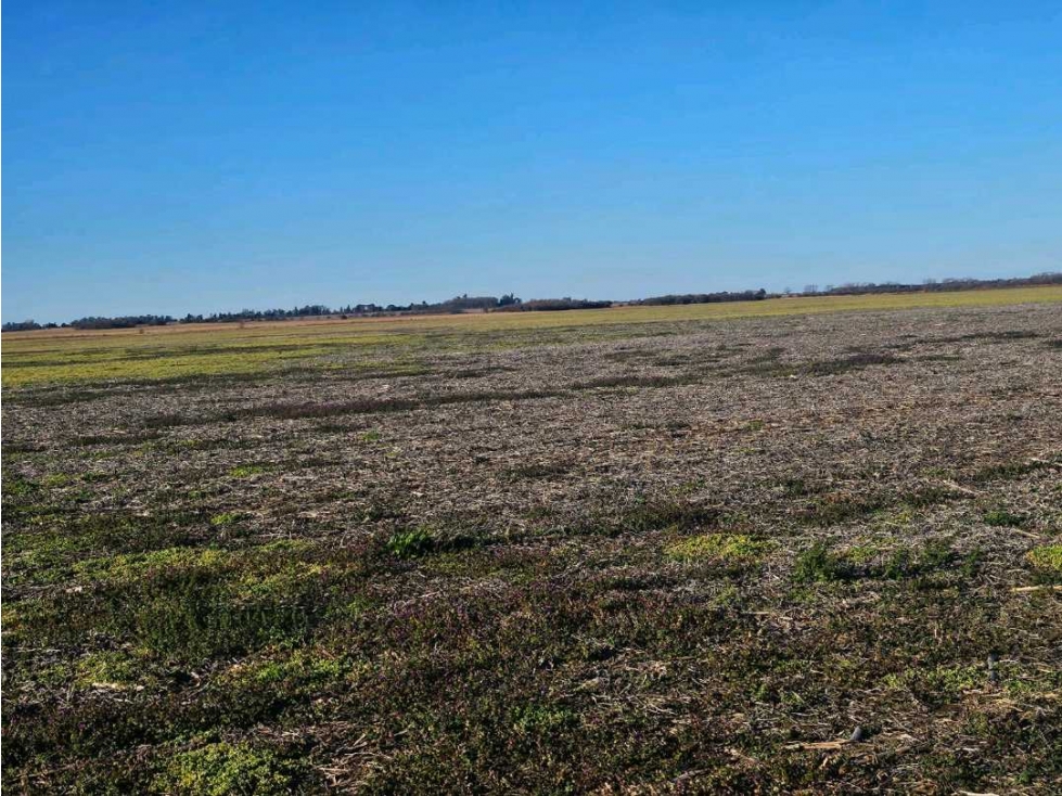 CAMPO 524 HECTAREAS,AGRICOLA, RIO CUARTO, CORDOBA, ARGENTINA - 3