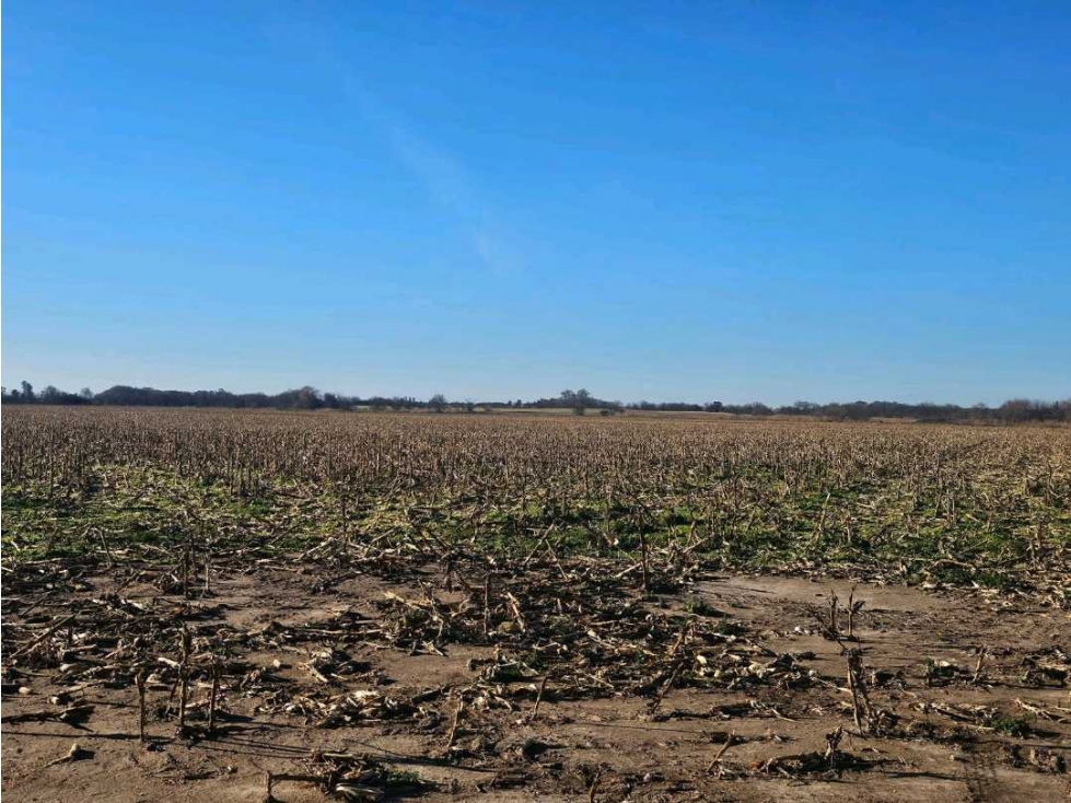 CAMPO 524 HECTAREAS,AGRICOLA, RIO CUARTO, CORDOBA, ARGENTINA - 5