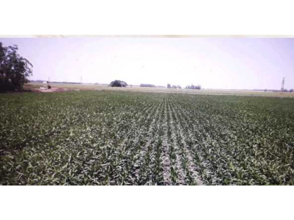 CAMPO 540 HA, MIRAMAR, PCIA BUENOS AIRES, ARGENTINA - 1