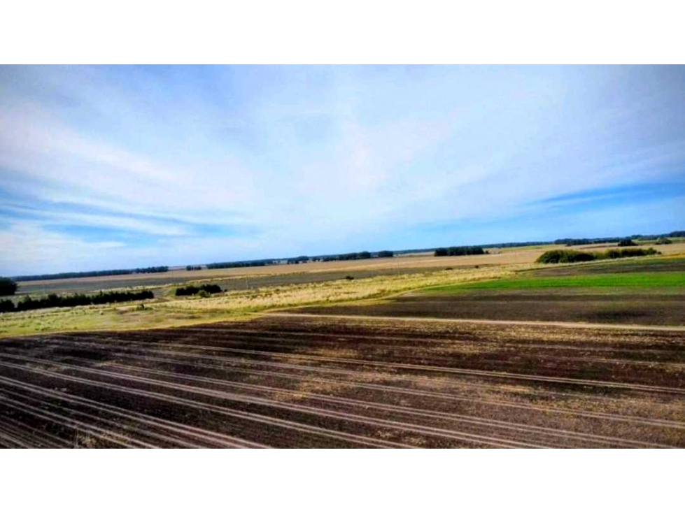 CAMPO 540 HECTAREAS, GENERAL ALVARADO, BUENOS AIRES, ARGENTINA - 4