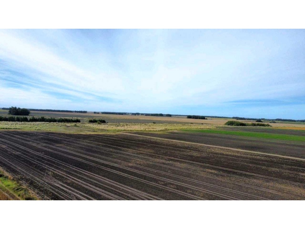 CAMPO 540 HECTAREAS, GENERAL ALVARADO, BUENOS AIRES, ARGENTINA - 5