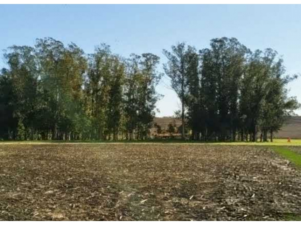 CAMPO 550 HECTAREAS, AGRICOLA, MAR DEL PLATA, BUENOS AIRES, ARGENTINA - 2