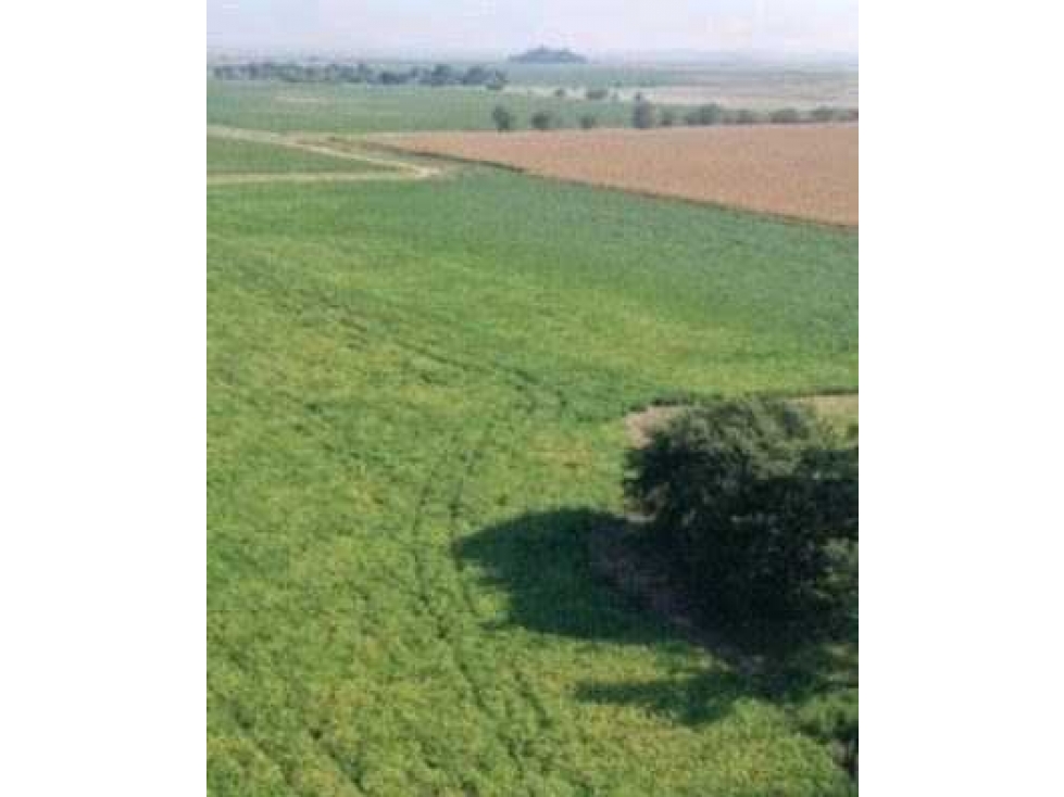 CAMPO 55 HECTAREAS, AGRICOLA, SALADILLO, BUENOS AIRES, ARGENTINA - 1