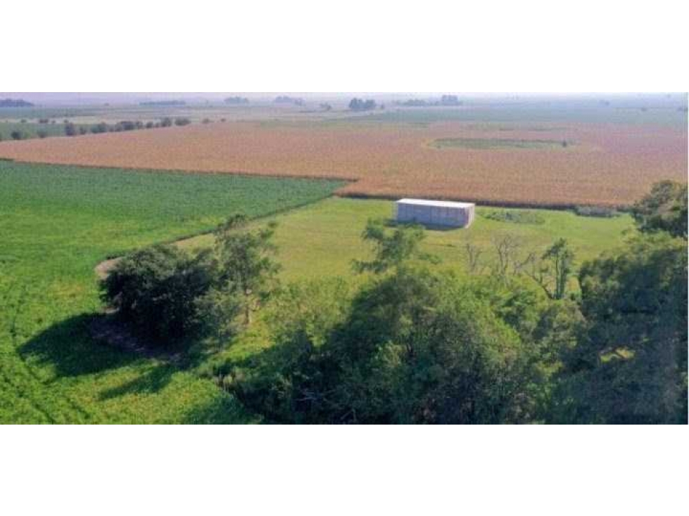 CAMPO 55 HECTAREAS, AGRICOLA, SALADILLO, BUENOS AIRES, ARGENTINA - 2